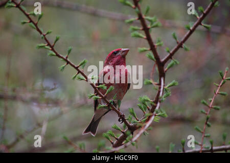 Viola maschio finch arroccato nella parte orientale del larice Foto Stock