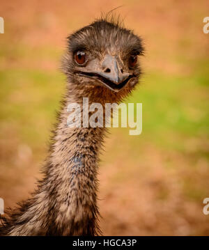 Close up di un selvaggio uem in Australia Occidentale Foto Stock