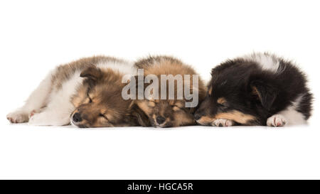 Tre graziosi sleeping shetland sheepdog cuccioli giacente netxt a vicenda isolata su uno sfondo bianco Foto Stock