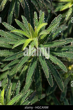 Gocce di brina fusa su di euforbia, Euphoribia characias 'Perla nera', lascia in un freddo inverno mattina nel mese di dicembre Foto Stock