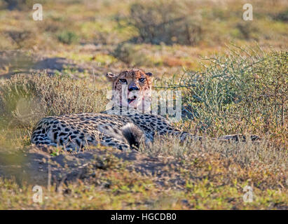 Una femmina di ghepardo riposa dopo aver portato giù un kill in Africa australe Foto Stock