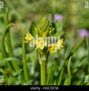 Comune fiore Bulbine in Sud Africa Foto Stock