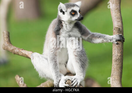 Anello-tailed lemur sono altamente sociale che vivono in grandi gruppi portano da una femmina dominante. Lo stato di conservazione in pericolo di estinzione Foto Stock