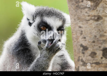 Anello-tailed lemur sono altamente sociale che vivono in grandi gruppi portano da una femmina dominante. Lo stato di conservazione in pericolo di estinzione Foto Stock