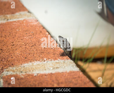 Un marrone anole lizard prendendo la sua testa fuori da dietro una battuta di mattoni in un giardino. Foto Stock