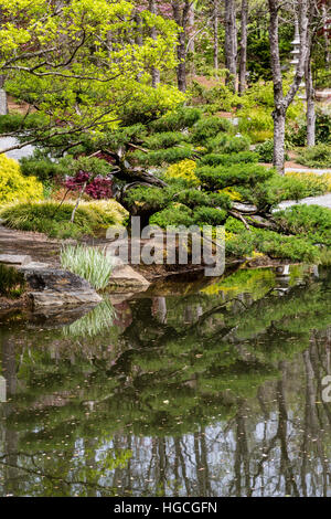 Alberi di pino sulla sponda del lago in un giardino giapponese Foto Stock