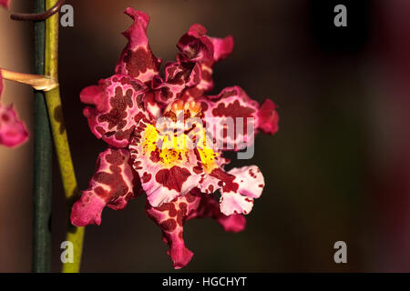 Rosa macchiato Cattleya orchid flower morph con due stami fiorisce in Hawaii in inverno. Foto Stock