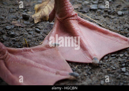 Piedi di anatra Foto Stock