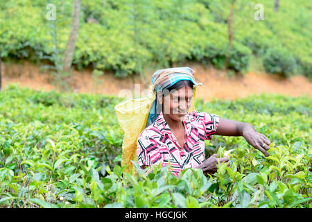 Donna Tamil dello Sri Lanka si rompe le foglie di tè Foto Stock