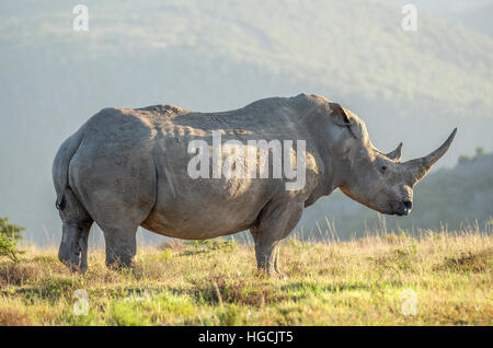 Foto di un rinoceronte bianco nel selvaggio su una pianura africana. Foto Stock