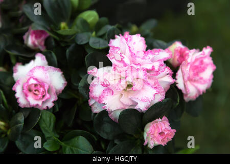 Tra le verdi foglie in giardino fiore rosa e le orchidee bianche. Foto Stock