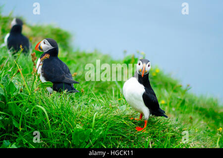 I puffini su una scogliera vicino Bakkagerdi, in oriente fiordi regione, Islanda Foto Stock