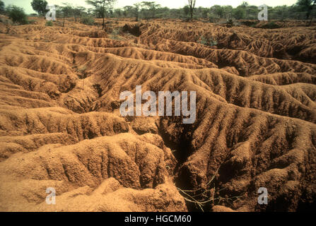 Seriamente degradata terra denudata a seguito di un grave erosione del suolo vicino a Lake Baringo Kenya Foto Stock