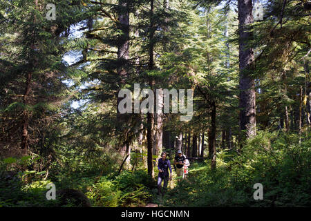 Forest Loop Trail, Bartlett Cove, Parco Nazionale di Glacier Bay, Alaska, Stati Uniti d'America. Qui, proprio 200 anni fa sorgeva il muso di un 100-miglio lungo ghiacciaio. Se Foto Stock