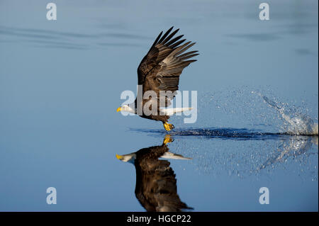 Un aquila calva vola sopra la superficie di acqua calma dopo facendo scalpore con il suo limpido riflesso che mostra su una mattina di sole. Foto Stock