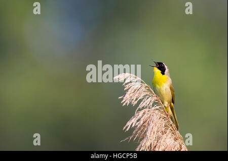 Un maschio Yellowthroat comune canta in la mattina di sole mentre appollaiato su erba phragmite contro un buon sfondo verde. Foto Stock