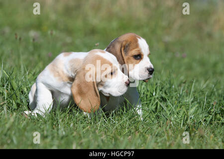 Cane Beagle cucciolo due cuccioli seduti in un prato di fronte Foto Stock