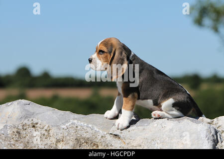 Cane Beagle cucciolo titting in una roccia Foto Stock