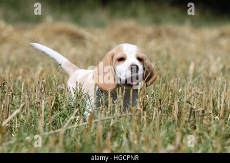 Cane cucciolo Beagle in esecuzione Foto Stock