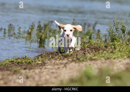 Cane cucciolo Beagle in esecuzione Foto Stock