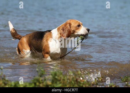 Cane Beagle adulti adulti in esecuzione in acqua Foto Stock