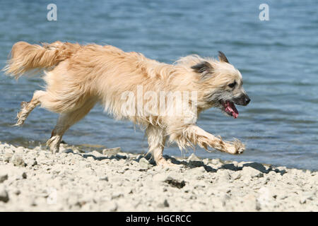 Cane pastore dei Pirenei adulti adulti in esecuzione su di una spiaggia di ciottoli, fulvo Foto Stock