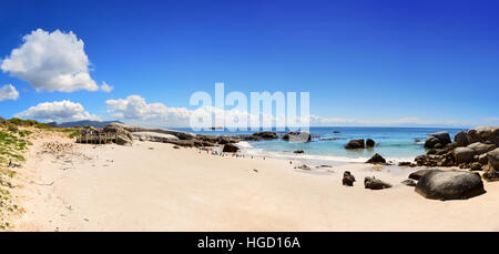 Un gruppo di pinguini africani sulla spiaggia di spiaggia di Boulder, colonia di pinguini, Sud Africa Foto Stock