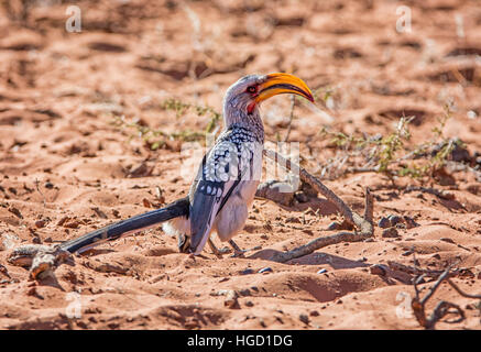 Un giallo-fatturati Hornbill permanente sulla terra nel sud della savana africana Foto Stock