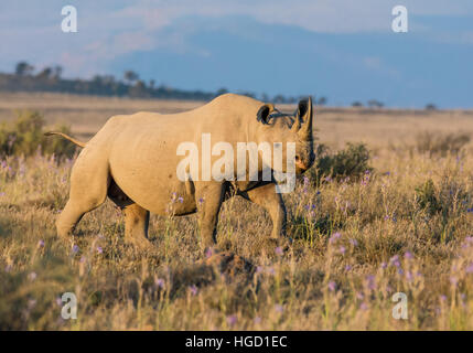 Rinoceronte nero nel sud della savana africana Foto Stock
