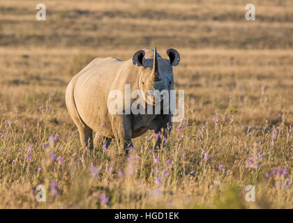 Rinoceronte nero nel sud della savana africana Foto Stock