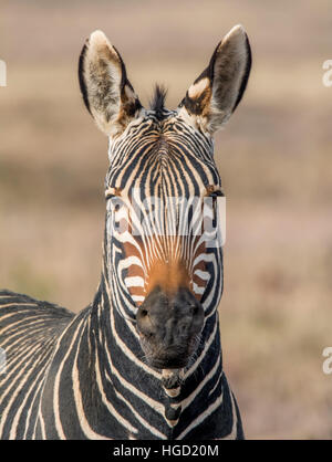 Ritratto di un capo di Zebra di montagna nel sud della savana africana Foto Stock