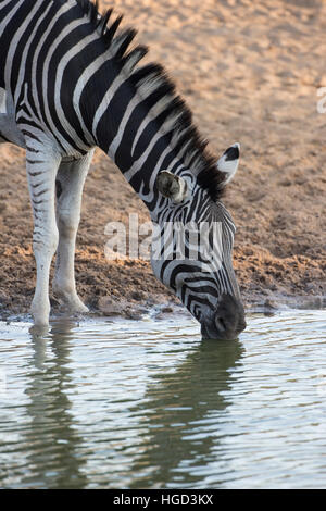 Colpo di Testa di pianura Zebra Equus burchelli / quagga bere in corrispondenza di un foro per l'acqua in Mkuze Sud Africa Foto Stock