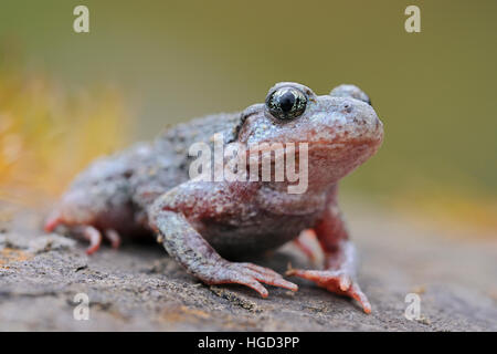 Ostetrica comune Toad ( Alytes obstetricans ), seduti sulle rocce di una vecchia cava, frontale vista laterale, shot dettagliati. Foto Stock