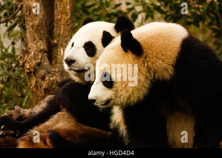 Il cinese Orso Panda Foto Stock