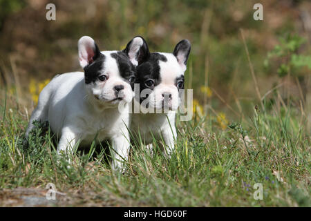 Cane bulldog francese / Bouledogue Français due cuccioli in bianco e nero in piedi Foto Stock