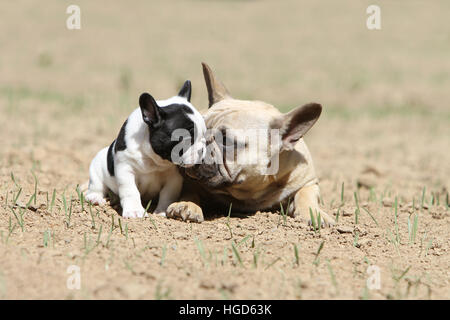 Cane bulldog francese / Bouledogue Français adulto e cucciolo sdraiato Foto Stock