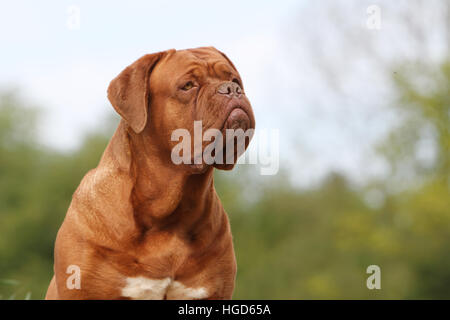 Cane Dogue de Bordeaux / Bordeaux Mastiff adulto ritratto Foto Stock