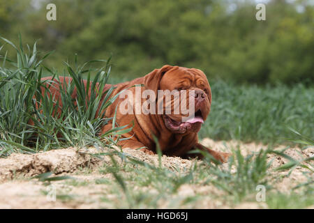 Cane Dogue de Bordeaux / Bordeaux Mastiff adulto ritratto Foto Stock