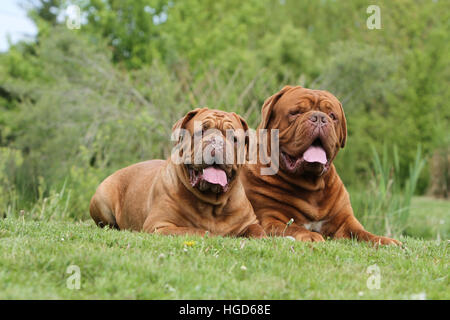 Due cani Dogue de Bordeaux / Bordeaux Mastiff due adulti che giace nel prato Foto Stock