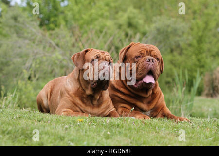 Due cani Dogue de Bordeaux / Bordeaux Mastiff due adulti che giace nel prato Foto Stock