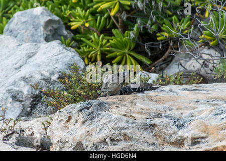 Messico wildlife libera iguana lucertola vivente in spiaggia Foto Stock