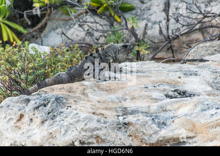 Messico wildlife libera iguana lucertola vivente presso la spiaggia 3 Foto Stock