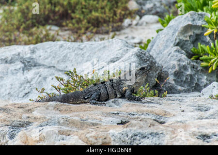 Messico wildlife libera iguana lucertola vivente presso la spiaggia di 5 Foto Stock