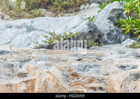 Messico wildlife libera iguana lucertola vivente in spiaggia 6 Foto Stock