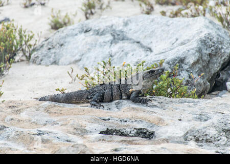 Messico wildlife libera iguana lucertola vivente in spiaggia 7 Foto Stock