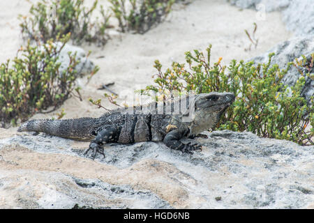 Messico wildlife libera iguana lucertola vivente presso la spiaggia 8 Foto Stock