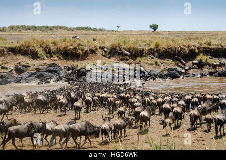 Gnu, bianco barbuto borchiati o blu (Connochaetes taurinus) attraversando il Fiume Mara Foto Stock