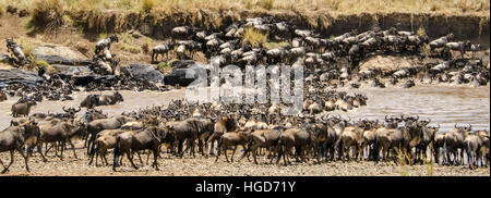 Mandria di gnu, bianco barbuto borchiati o blu (Connochaetes taurinus) attraversando il Fiume Mara Foto Stock