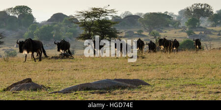 Gnu, bianco barbuto borchiati o blu (Connochaetes taurinus) Migrazione Foto Stock