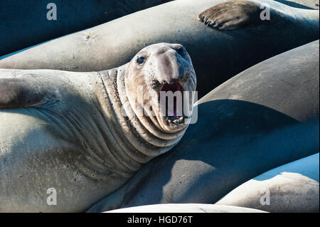 I capretti maschi elefante settentrionale di tenuta (Mirounga angustirostris) guardando la telecamera a Ano Nuevo Riserva Statale, CALIFORNIA, STATI UNITI D'AMERICA Foto Stock